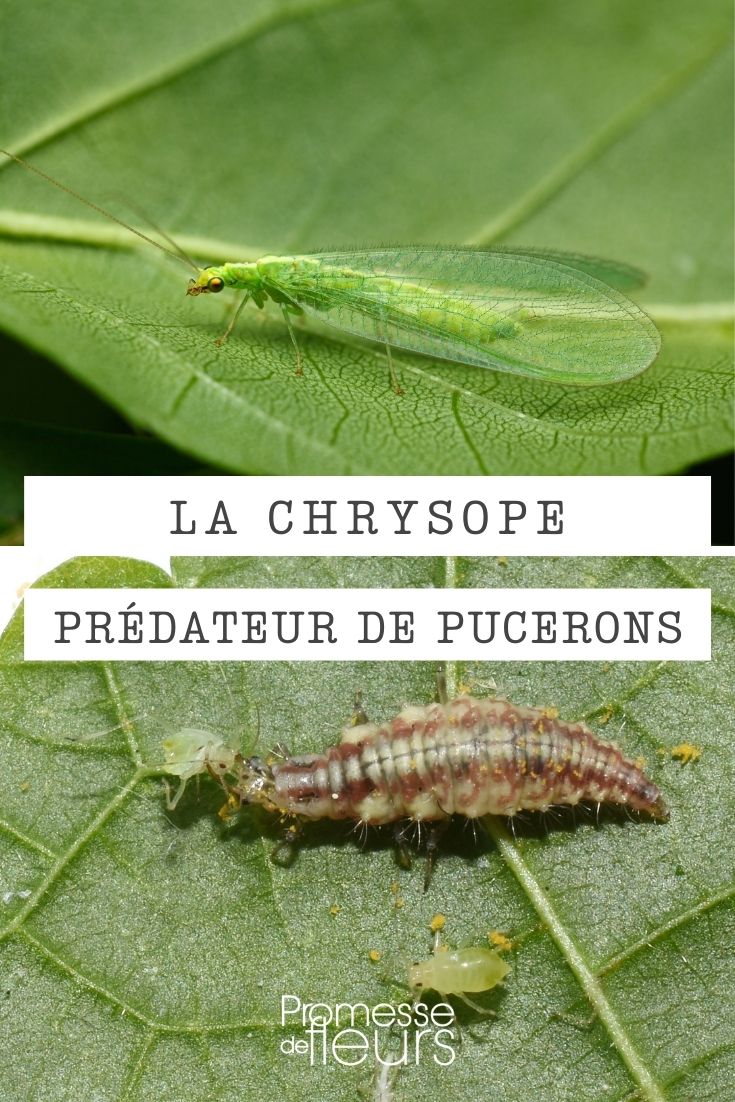 lacewing lacewing
