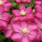 The 10 most beautiful Viticella clematis