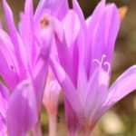 How to grow colchicums in pots?