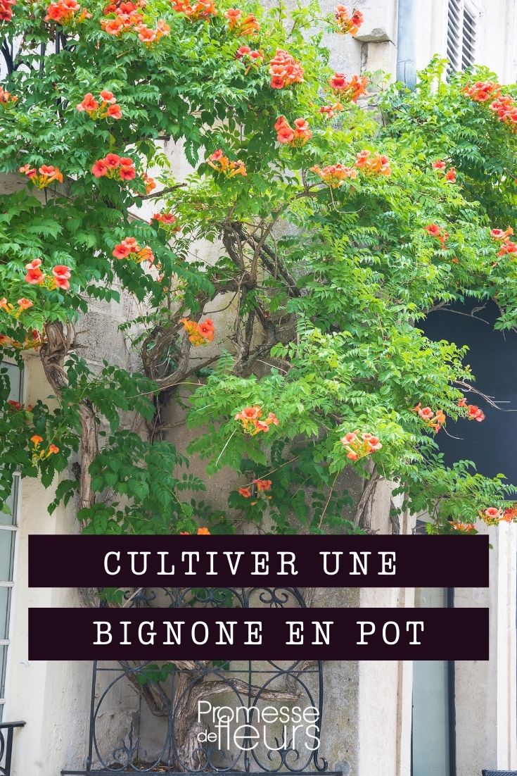 Growing a Trumpet Vine in a Container