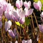 How to grow Naples cyclamen in pots?