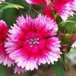 Choosing a carnation