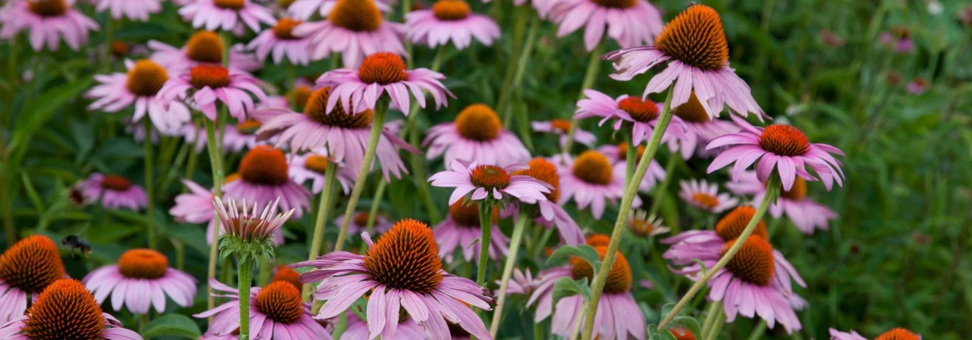 Choosing an echinacea