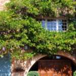 7 drought-resistant climbing plants