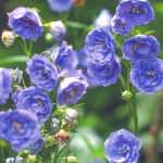 The most beautiful campanulas