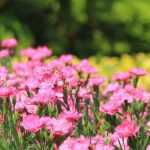 10 Young plants to plant at the edge of a flower bed