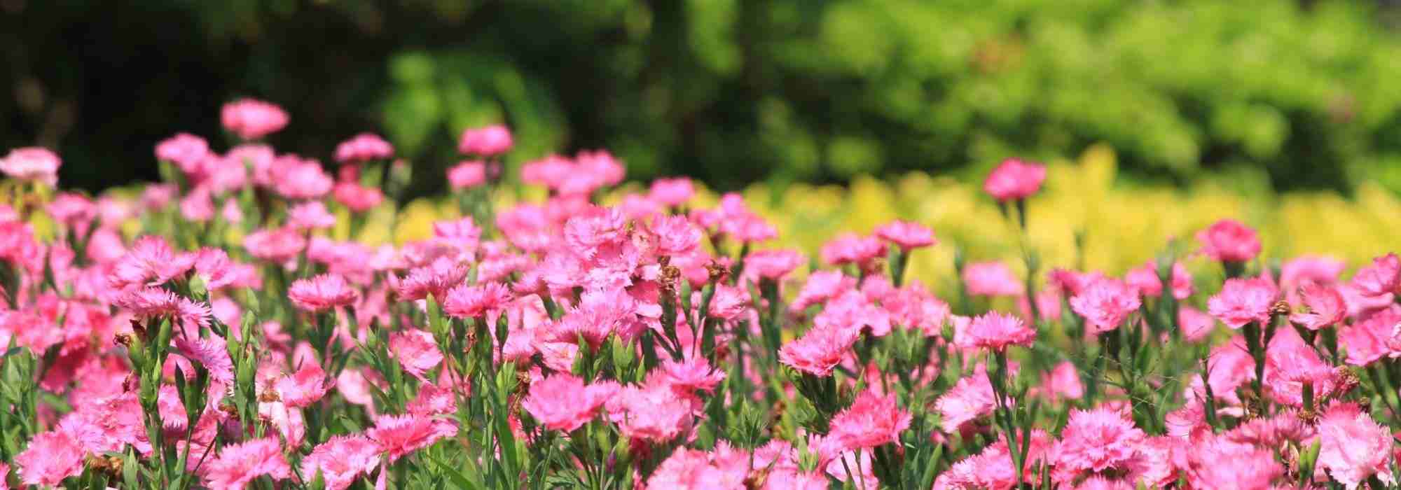 10 Young plants to plant at the edge of a flower bed