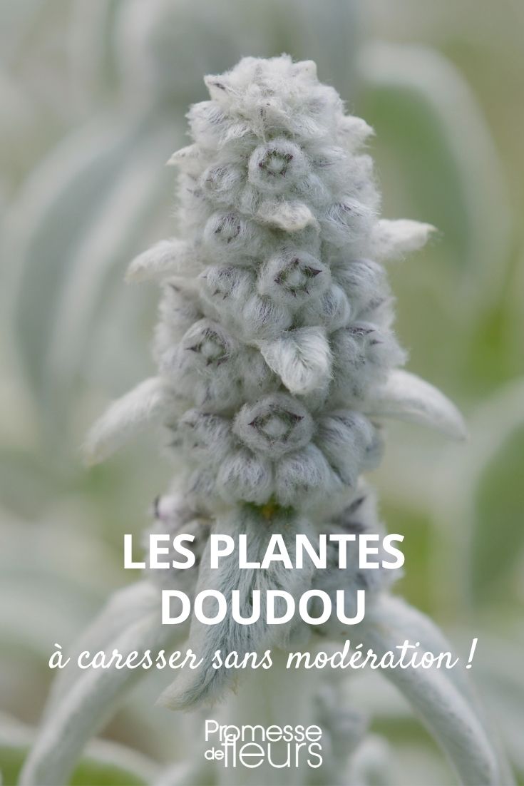 comfort young plants comfort young plants