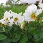 Diseases and Pests of the Potato