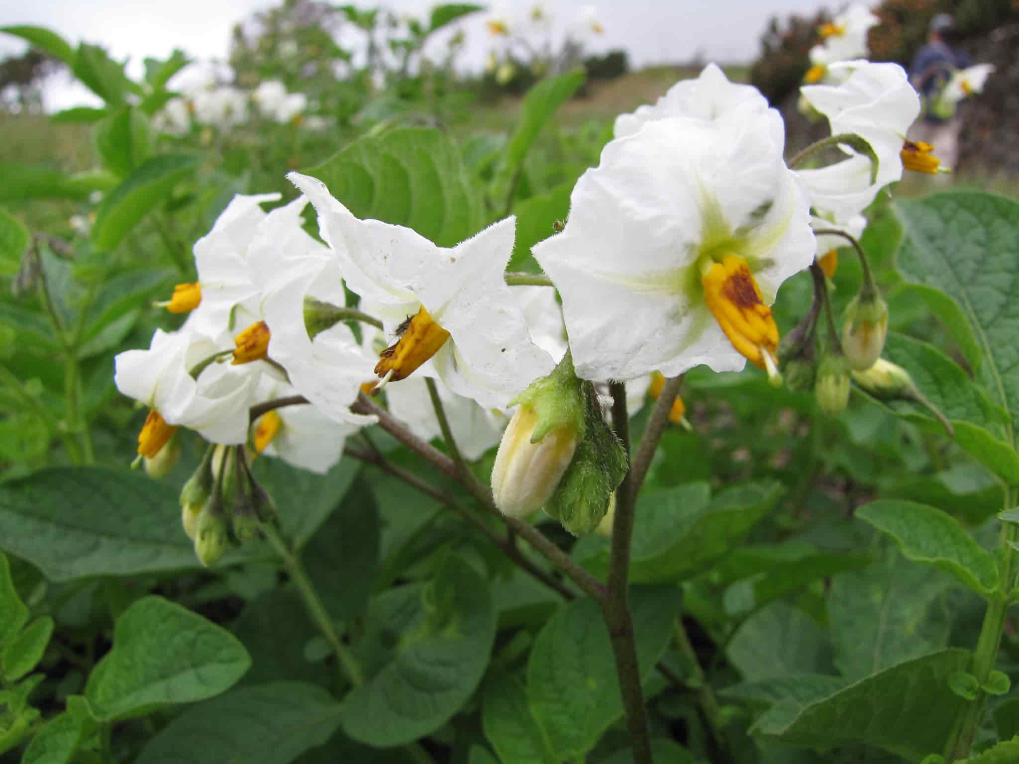 Diseases and Pests of the Potato