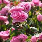 10 David Austin English roses with pink flowers