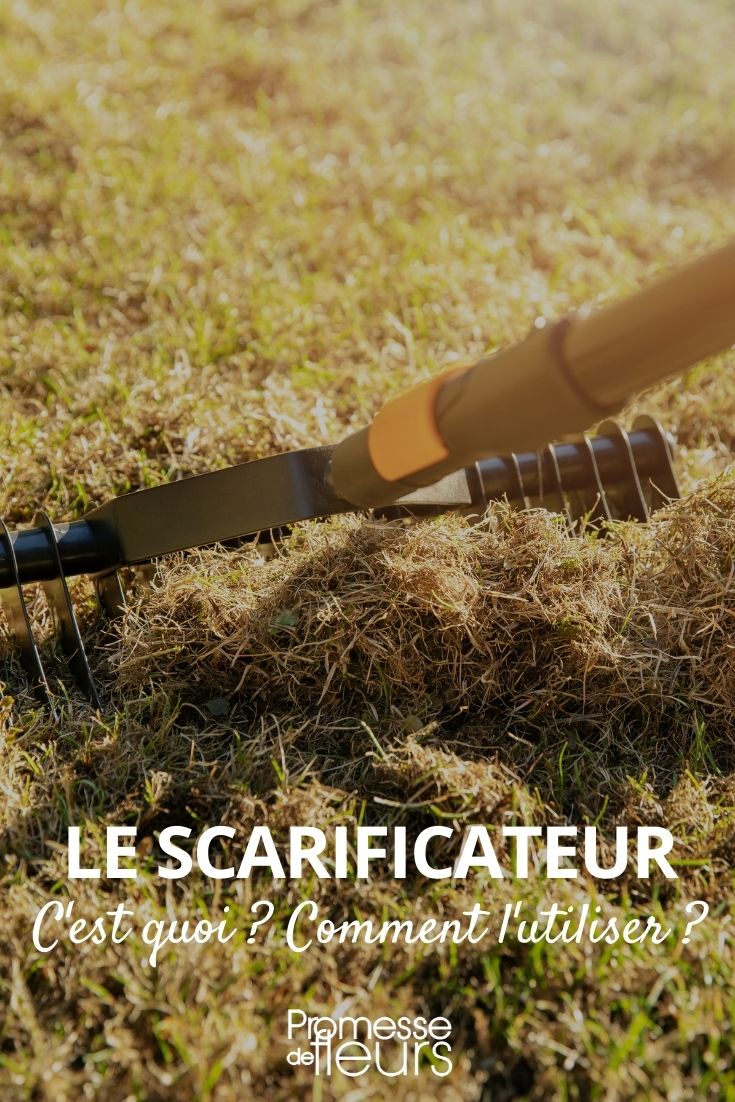scarify the lawn