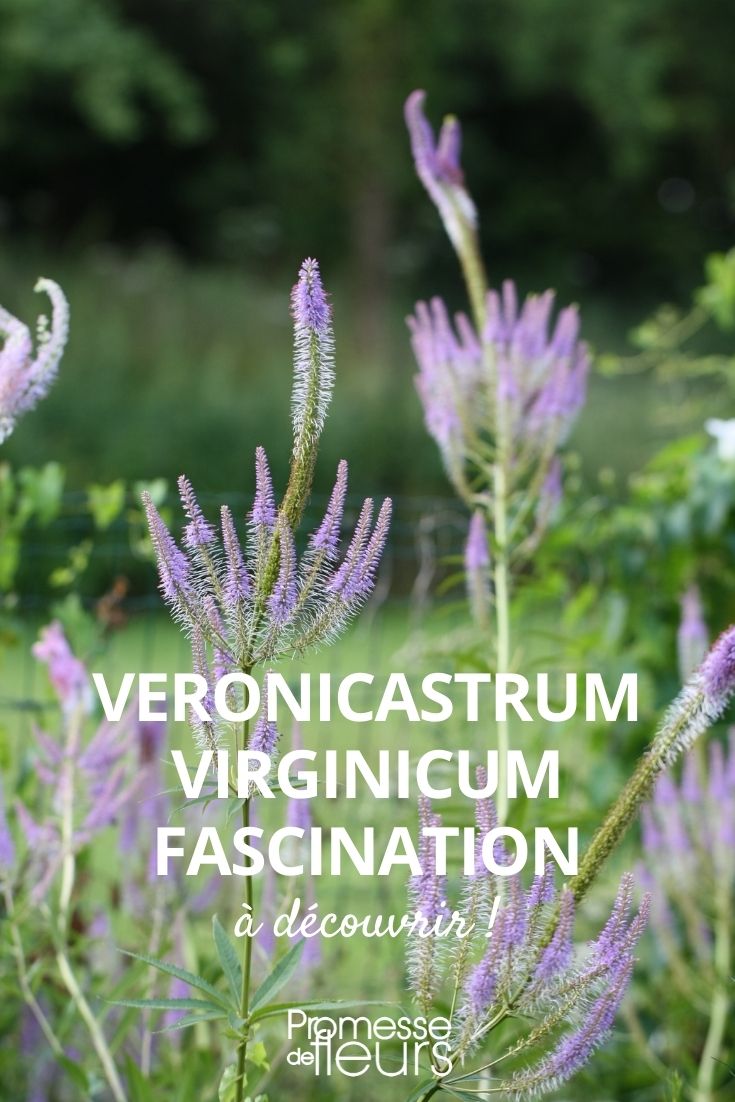 Veronicastrum 'Fascination' (1) Veronicastrum 'Fascination'