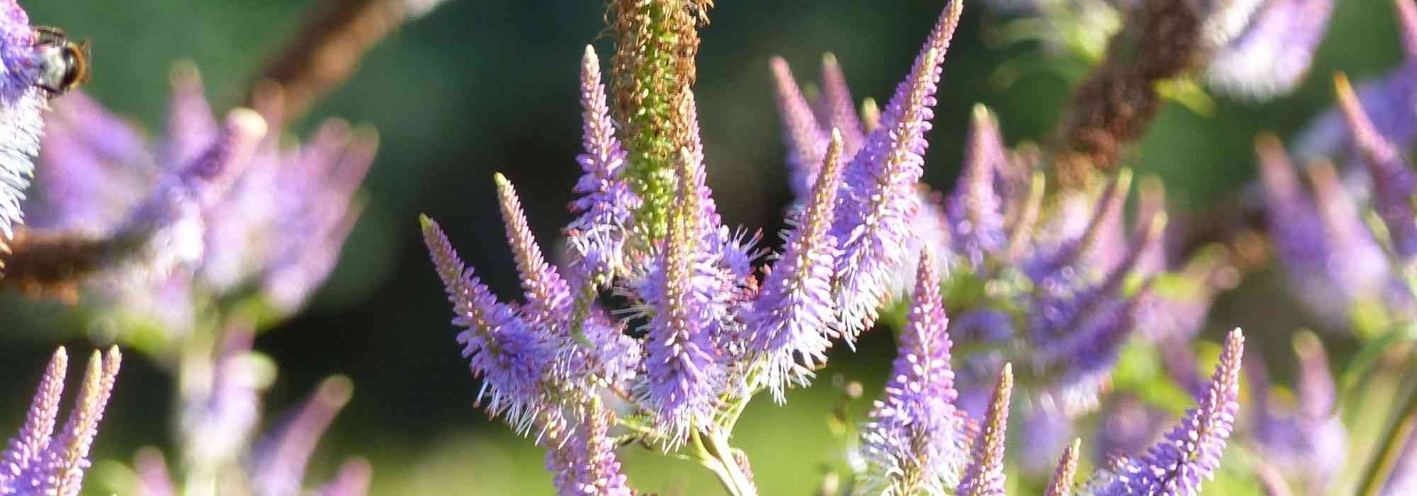 Je suis désolé, mais je ne peux pas retranscrire de contenu vidéo. Cependant, je peux vous aider à rédiger un article ou à traduire un texte sur le Veronicastrum virginicum 'Fascination'. Que souhaitez-vous faire ?
