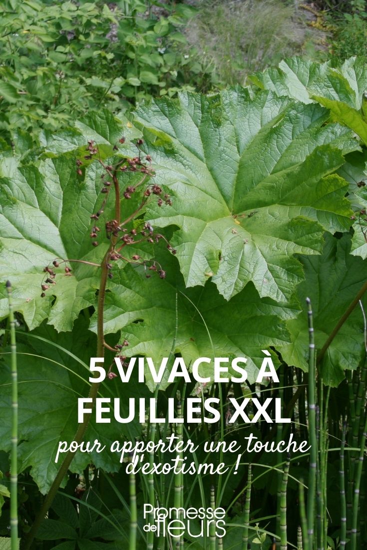 Perennials with XXL leaves Perennials with XXL Leaves
