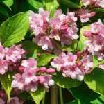 How to grow a Weigela in a pot?
