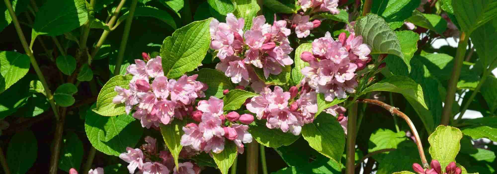 How to grow a Weigela in a pot?