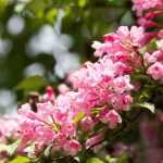 Associating Weigelas in the Garden