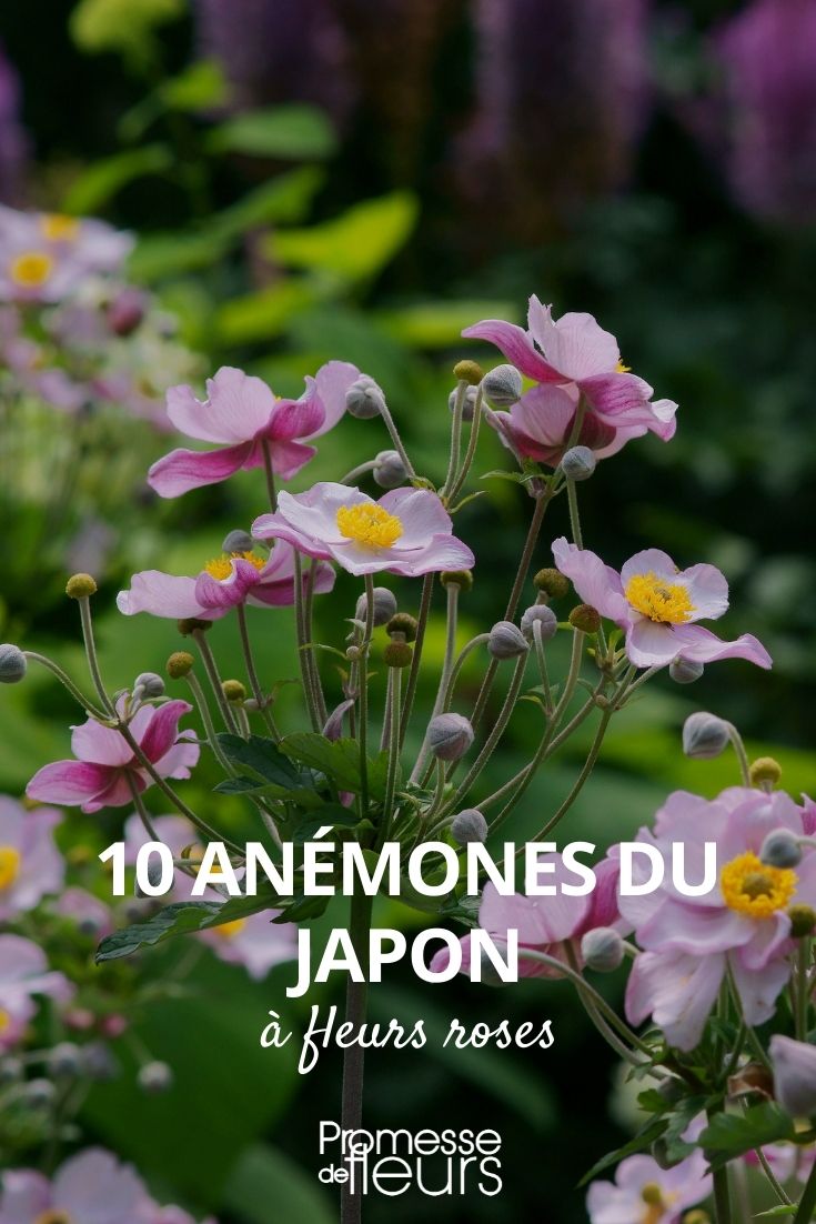 10 Japanese anemones with pink flowers