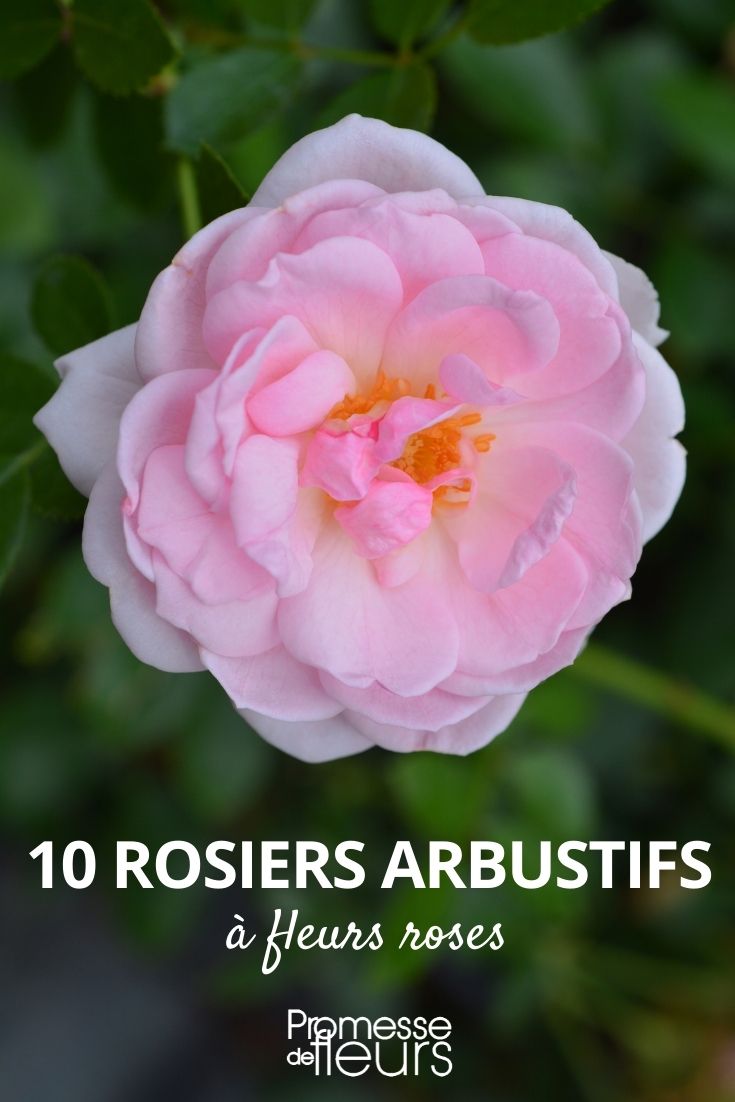 10 shrub roses with pink flowers bush roses roses