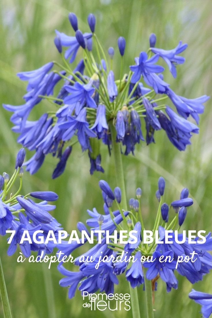 7 blue agapanthus