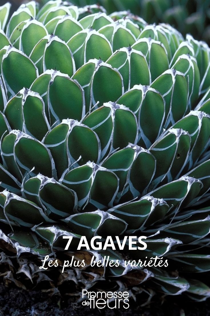 7 Most Beautiful Agave Varieties Agaves: Most Beautiful Varieties
