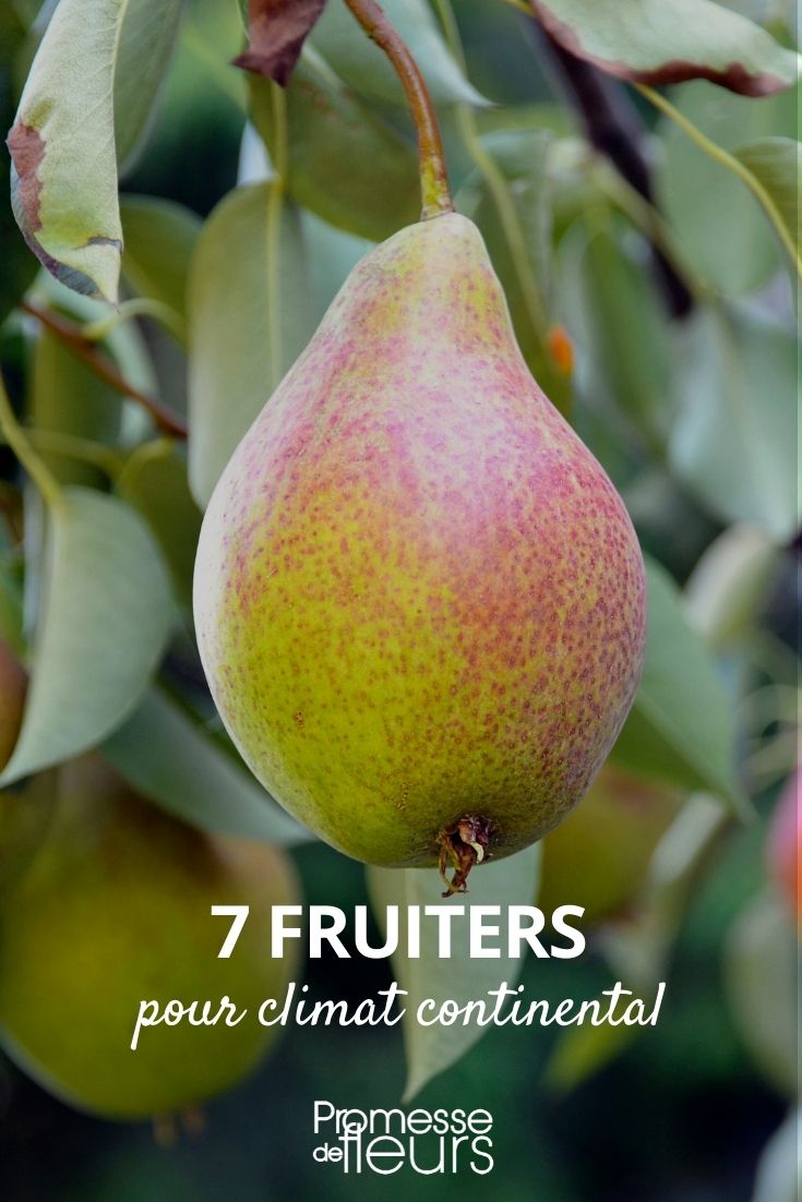 7 Fruit Trees for Continental Climates