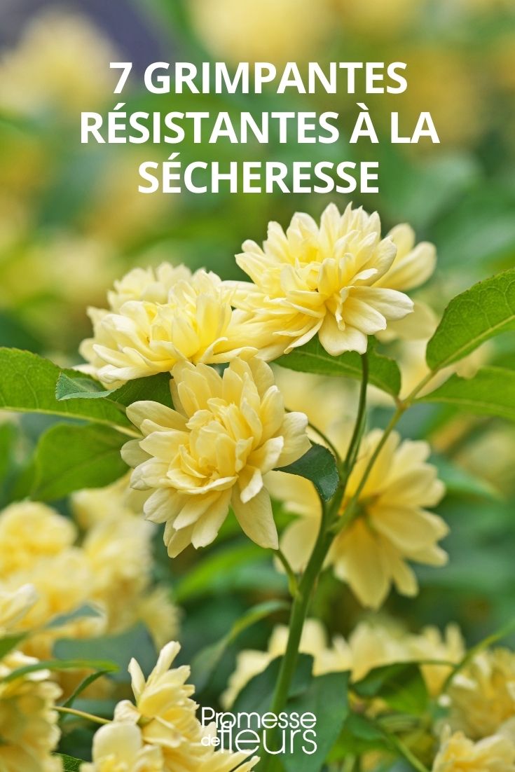 7 Climbing Plants for Drought Conditions Selection of Drought-Resistant Climbing Plants