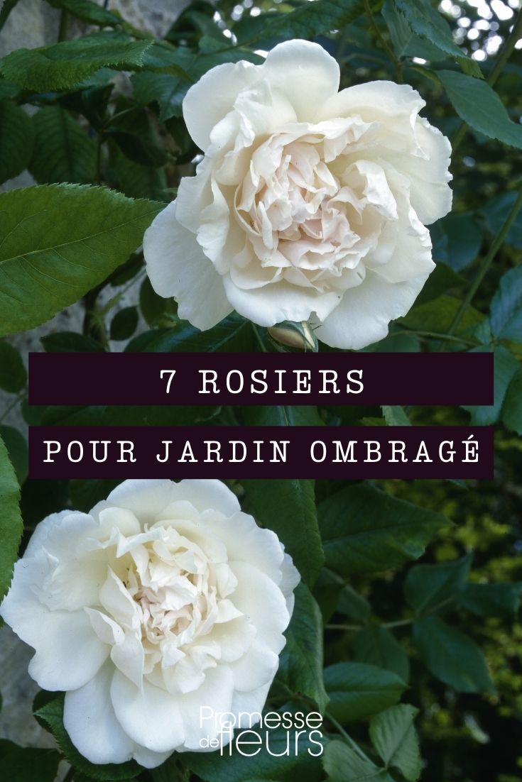 7 Shade-Tolerant Rose Bushes 7 Shade-Tolerant Rose Bushes