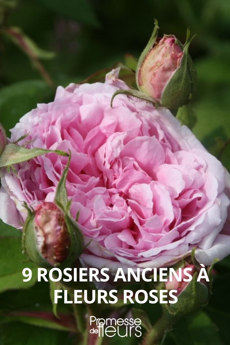 9 ancient rose bushes with pink flowers 9 ancient rose bushes with pink flowers