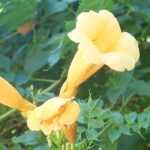 7 hardy bignonia: the hardiest varieties