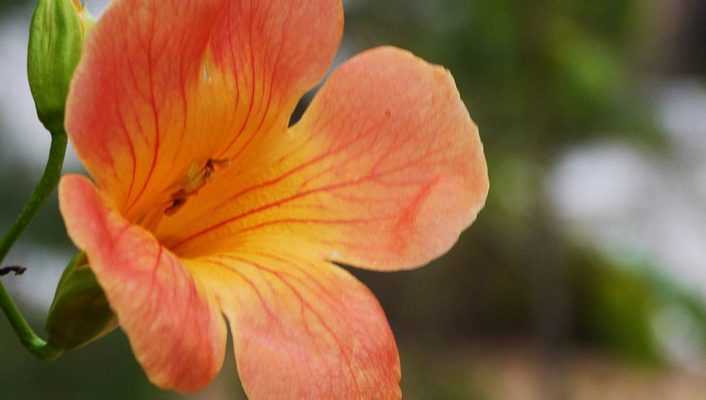 How to take a cutting from a trumpet vine?