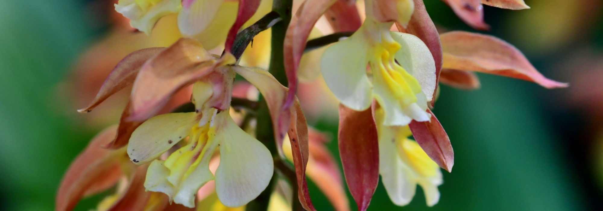 Calanthe: planting and growing