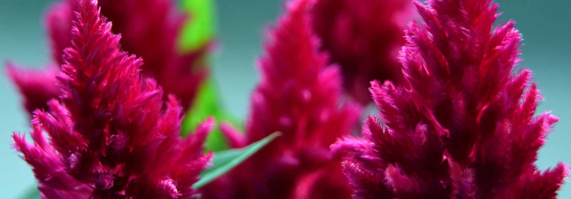 Celosia: sowing, growing and care