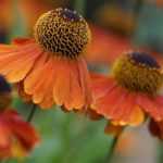 Growing a helenium in a pot