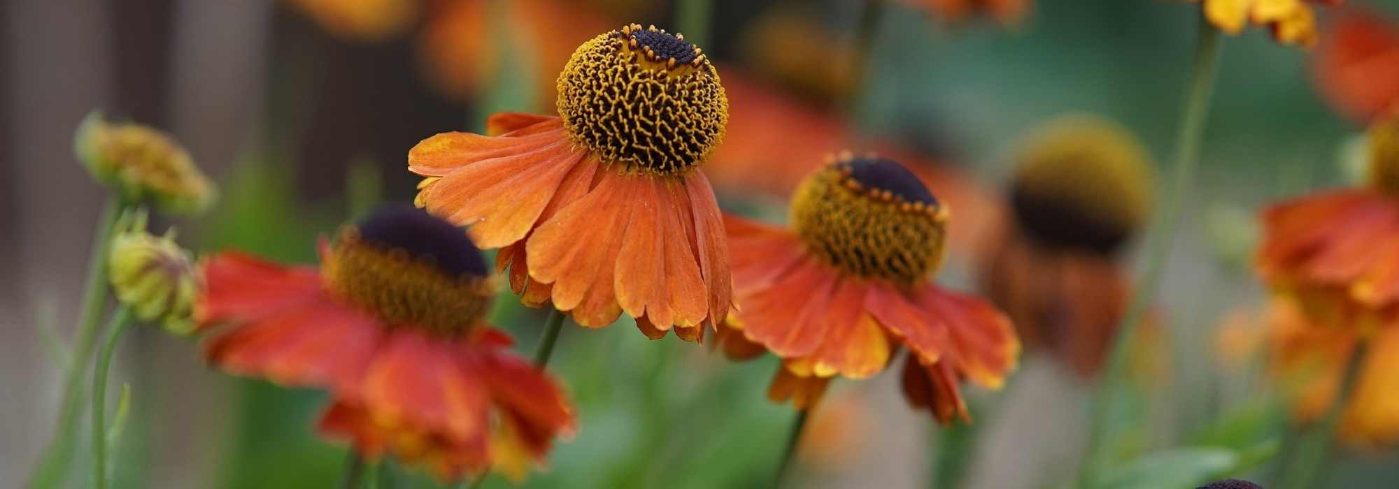 Growing a helenium in a pot
