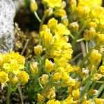 Draba: planting, growing, and maintaining