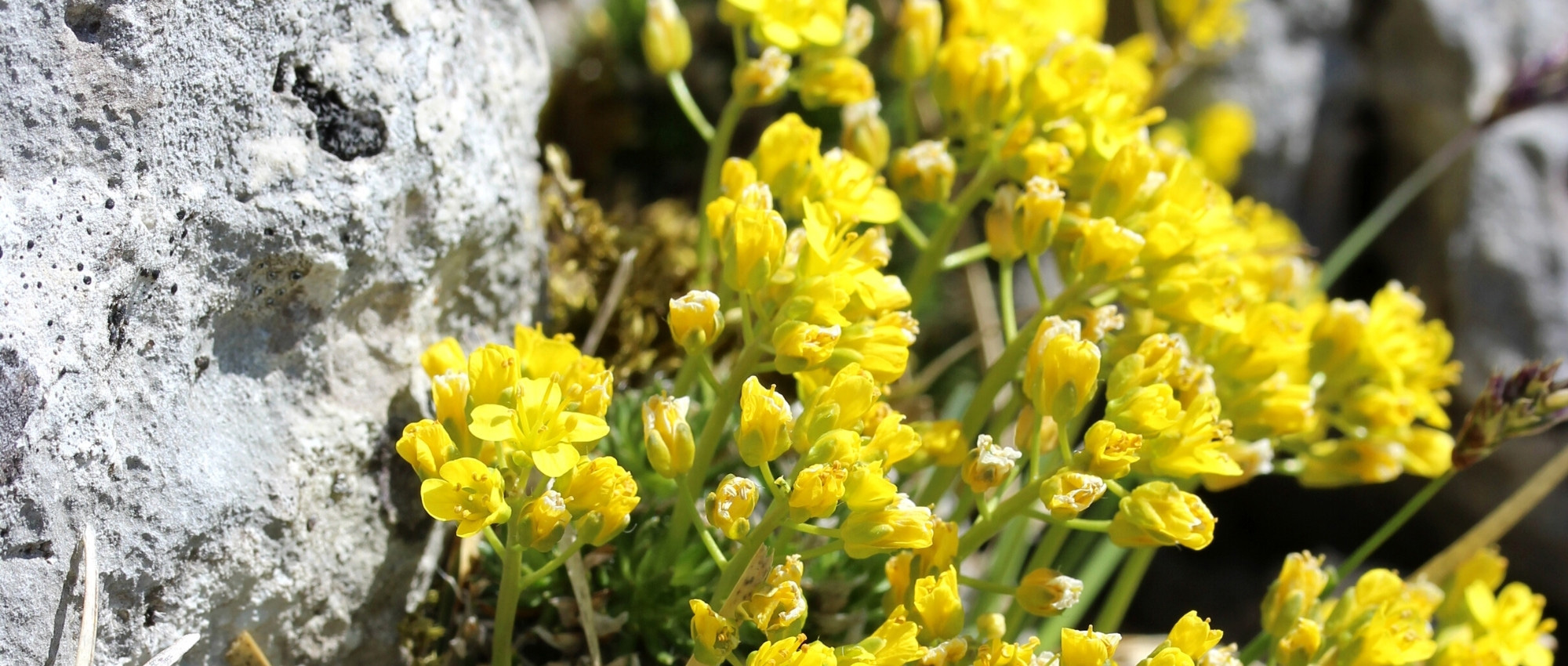 Draba: planting, growing, and maintaining