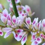 Francoa: planting, growing and care