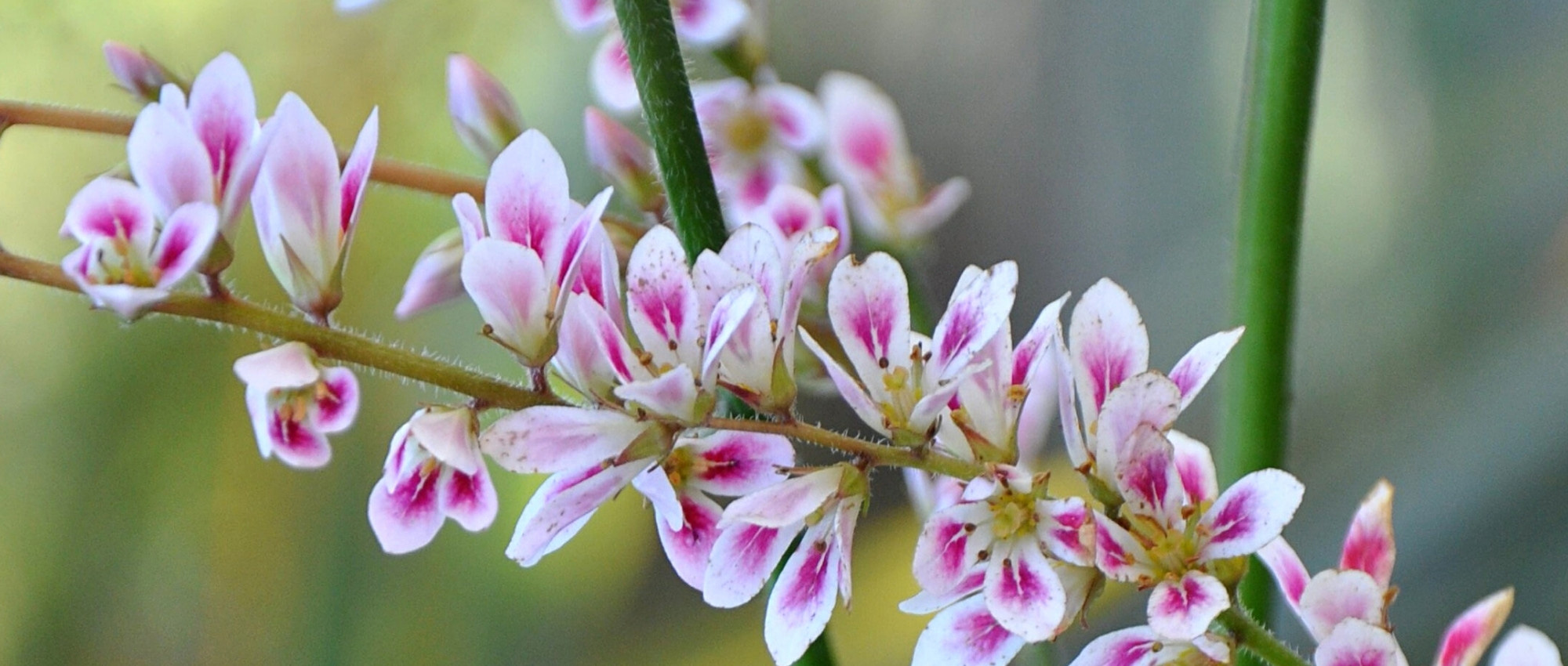 Francoa: planting, cultivation, and care