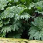 Associate the Gunnera