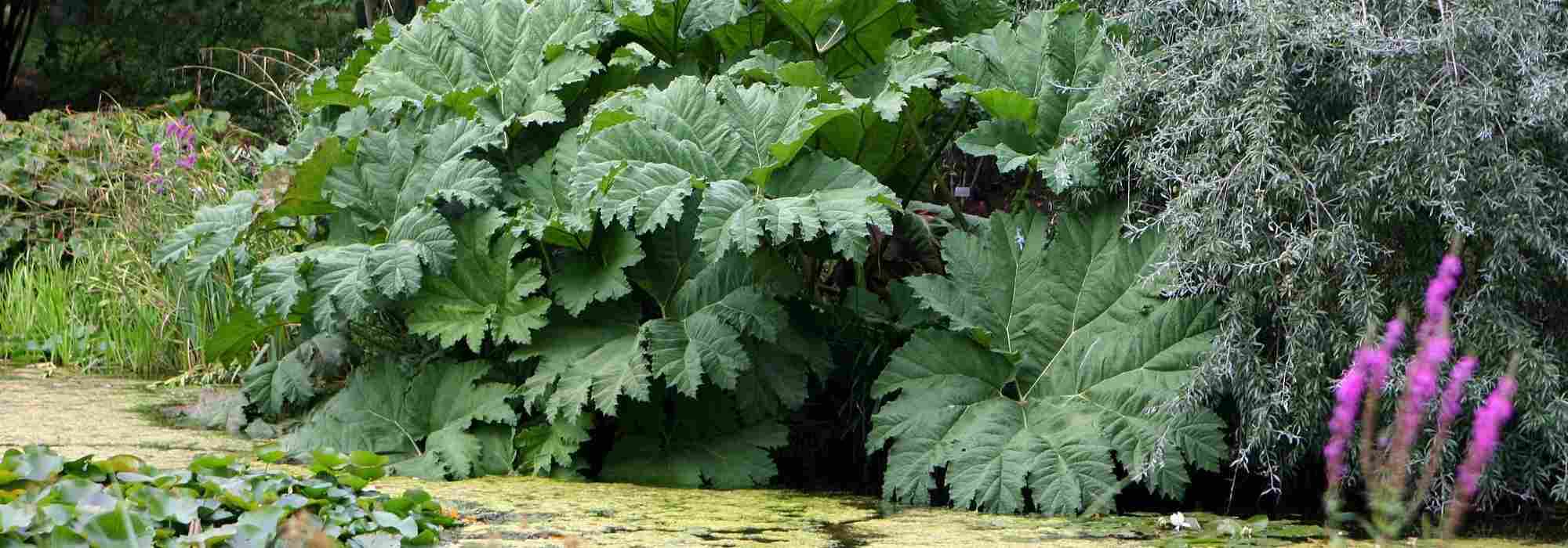 Associate the Gunnera