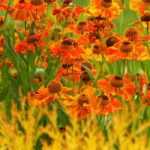 Helenium: 6 pairing ideas