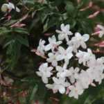 Which jasmine to plant according to your region?