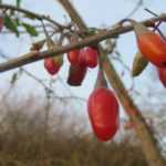Barbary wolfberry: planting, caring for, and harvesting goji berries