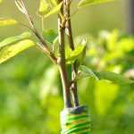 What is a rootstock, which one to choose?