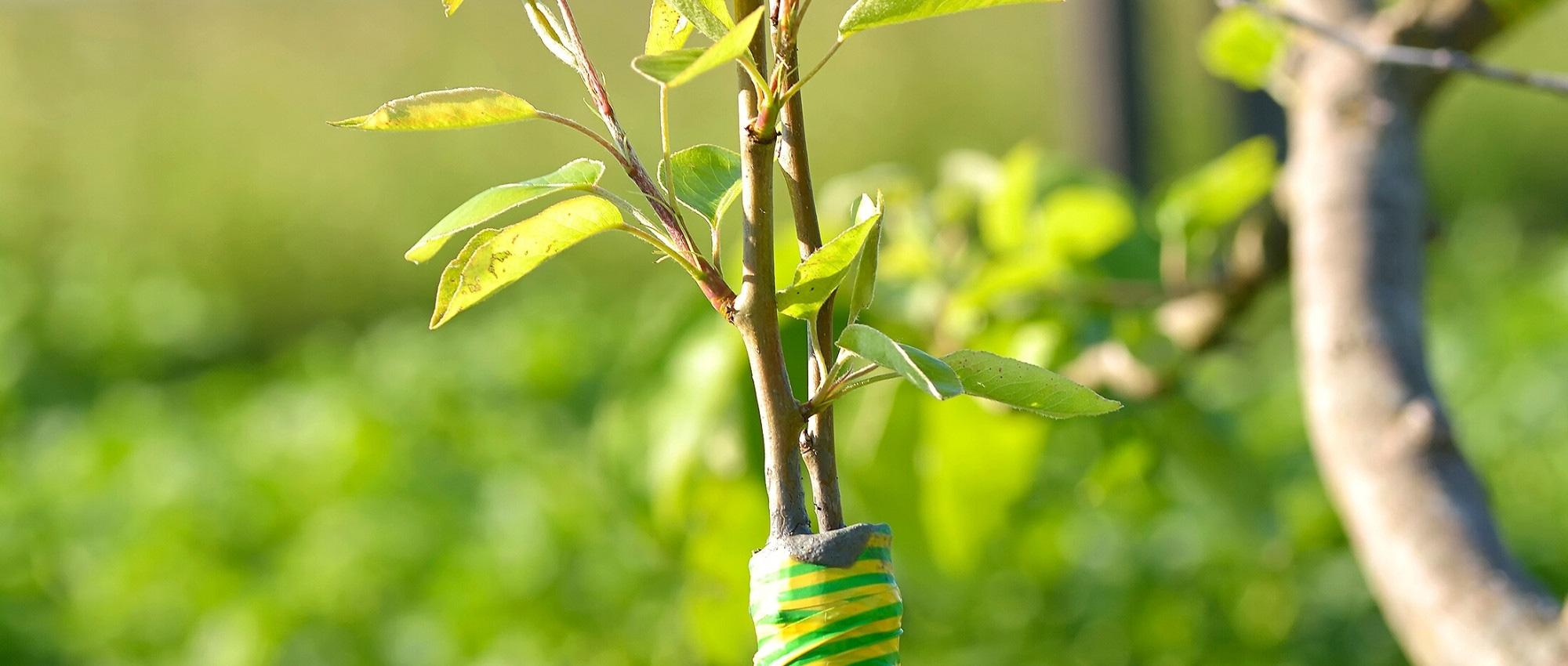 What is a rootstock and which one should you choose?