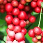 Drying schisandra berries