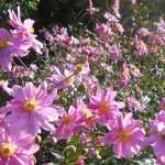 10 early autumn flowering perennials