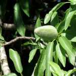 The almond tree: planting, pruning, harvesting